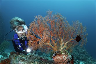 Female scuba diver looking at Gorgonian or Fan Coral