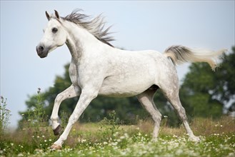 Thoroughbred Arab