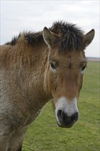 Przewalski's Horse (Equus ferus przewalskii)