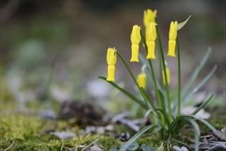 Cyclamen-flowered Daffodil (Narcissus cyclamineus)