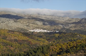 The white village of Cartajima above the Genal river valley with its Sweet Chestnut trees (Castanea sativa) in autumn