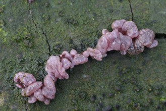 Ascotremella fungus (Ascotremella faginea)