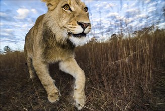 Lion (Panthera leo)