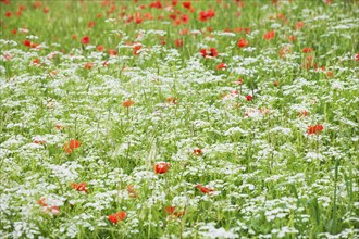 Flowering meadow with poppies and chervil