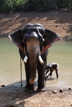 Mahout cleaning an Asian Elephant (Elephas maximus)