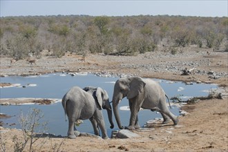 Two African Elephants (Loxodonta africana) pushing against each other