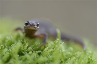 Smooth newt (Lissotriton vulgaris)