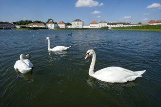 Mute swans (Cygnus olor) on the palace canal