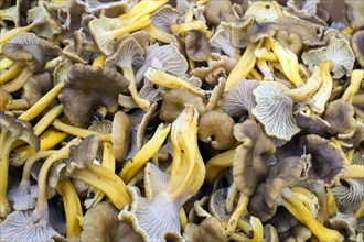 Freshly harvested Yellowfoot mushrooms (Craterellus tubaeformis