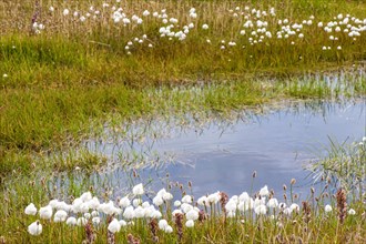 Arctic Cotton Grass (Eriophorum scheuchzeri ssp. arcticum)