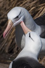 Black-browed Albatross or Black-browed Mollymawk (Thalassarche melanophris) returning to its nest and being welcomed by its brooding partner