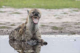 Spotted Hyena (Crocuta crocuta) yawning