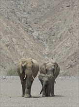 African Bush Elephants (Loxodonta Africana)