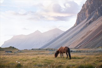 Icelandic horse grazing on a pasture next to a mountain range