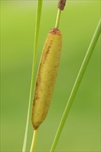 Lesser Bulrush (Typha angustifolia)