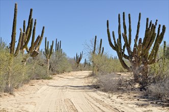 Sandy road with Cardon cactus (Pachycereus pringlei) cactus desert at La Ventana