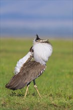 Male kori bustard (Ardeotis kori)