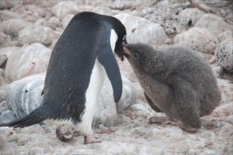 Adelie Penguin (Pygoscelis adeliae) feeding a chick