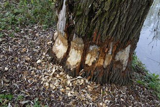 Beaver bite marks on a large willow tree by the Iller River