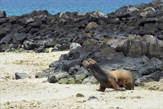 Galapagos Sea Lion (Zalophus californianus wollebaeki)