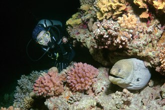 Diver watching a Giant Moray (Gymnothorax javanicus) during night diving