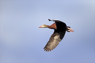 Black-bellied Whistling Duck (Dendrocygna autumnalis)