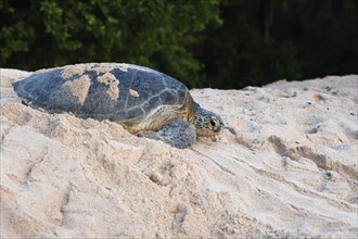 Green Sea Turtle (Chelonia mydas)