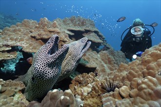 Two Laced Morays (Gymnothorax favagineus) at a coral reef