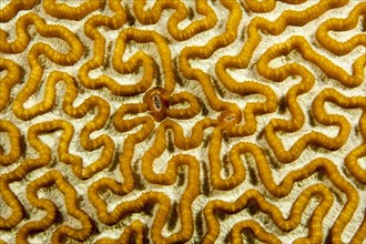 Brain Coral (Leptoria sp.)