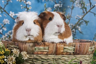 American Crested Guinea Pig and Smooth Guinea Pig