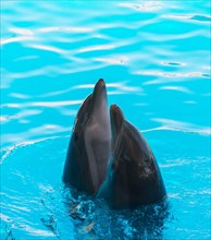 Two dolphins looking out of the water