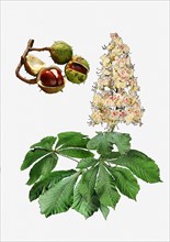 Horse Chestnut (Aesculus hippocastanum)