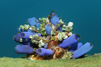 Small colony of various Sea Squirts (Tunicata)