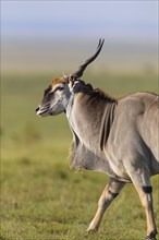 Common eland (Taurotragus oryx) in savanna