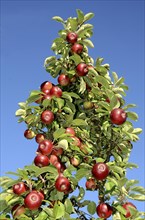 Apple tree with apples (Malus domestica)
