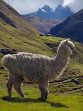 White Llama in the Andes