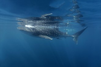Whale Shark (Rhincodon typus) just below the surface