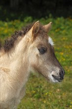 Icelandic horse