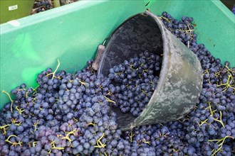 Harvested grapes are collected in a container