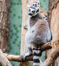 Ring-tailed Lemur (Lemur catta) with young