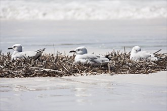 Three Silver Gulls (Chroicocephalus novaehollandiae) resting in dry seagrass on a white sandy beach