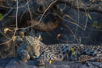 Sleeping Leopard (Panthera pardus)