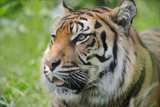 Sumatran Tiger (Panthera tigris sumatrae