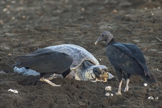 Black Vultures (Coragyps atratus) consuming freshly laid eggs of an Olive Ridley Sea Turtle (Lepidochelys olivacea)