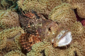 Bearded scorpionfish (Scorpaenopsis barbata) hidden amongst leathery corals (Alcyoniidae)