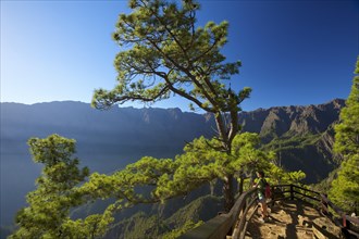 Canary Pines (Pinus canariensis) in the Parque Nacional de la Caldera de Taburiente at the Mirador de Las Chozas