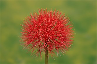 Common Fireball or Monsoon Lily (Scadoxus multiflorus) flower