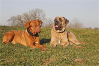 Dogue de Bordeaux or Bordeaux Mastiff and a Cane Corso Italiano lying on a meadow