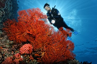 Scuba diver behind Knotted Fan Coral (Melithaea ochracea)