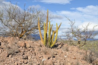 Organ Pipe Cactus (Stenocerus thurberi) cactus desert in front of the Sierra de la Giganta